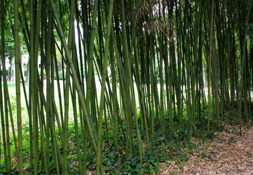 field of culture of bamboos