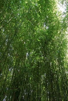 a field of bamboo culture