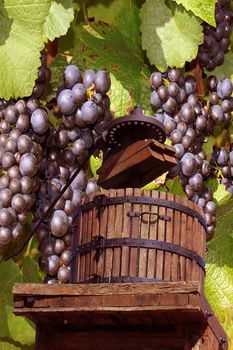 a press with grapes to recover the grape juice to manufacture the wine of it