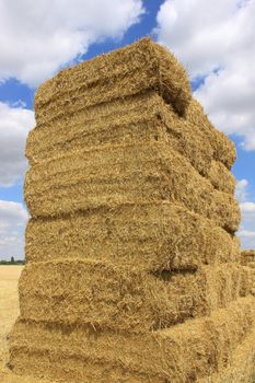 many haystacks piled on a field of wheat