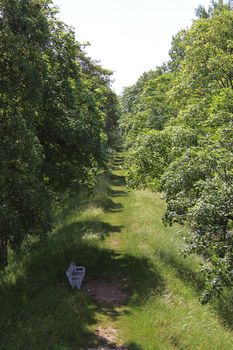 A bench on a road salvo of trees