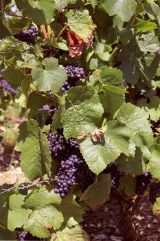 bunches of grapes on vines in a vineyard before harvest