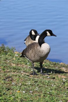 geese standing in a meadow near a lake