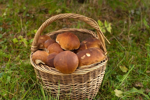 Full wattled basket of ceps close up.