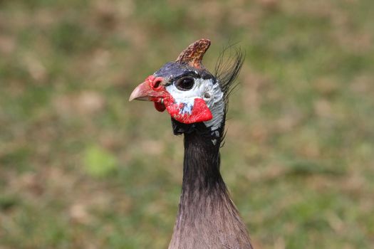 Guineafowl closeup profile of head shot showing colors