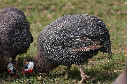 Guineafowl closeup side shot of body showing pattern of feathers