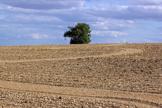 tree isolated in the middle in field (Burgundy France)
