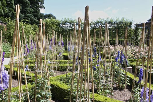 Flowers growing through cane arrangements in an ornate English country garden in Summer time