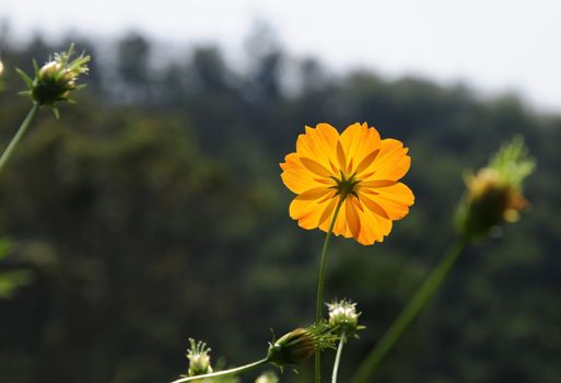 Blue skies during the day with yellow flowers.