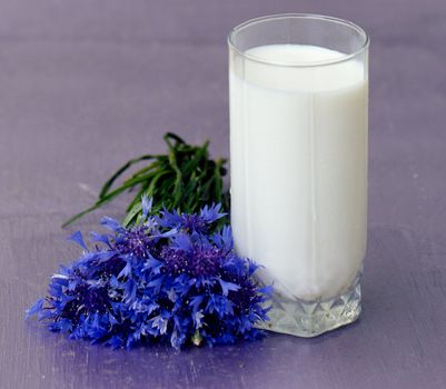 glass of milk and a bouquet of cornflowers on a purple table