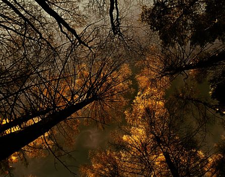 view from the ground to the sky among the spooky tree