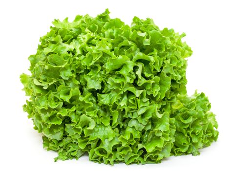 Fresh Salad Lettuce on white background