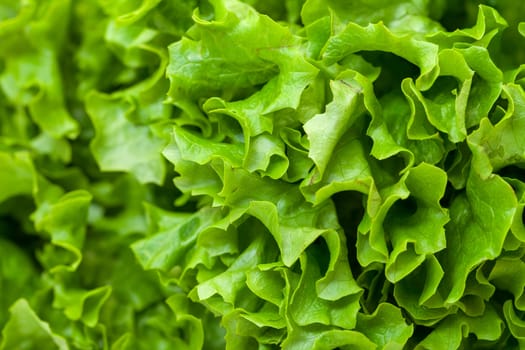 Fresh Salad Lettuce, closeup