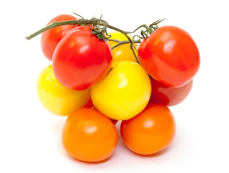 Multicolored Ripe Fresh Tomatoes on Branch on white background