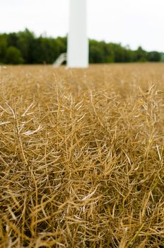 Rape field in early summer ready for harvest and windturbine in the foreground