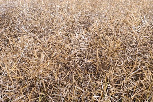 Rape field in early summer ready for harvest 