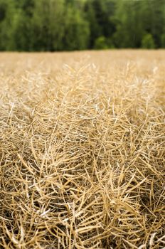 Rape field in early summer ready for harvest 