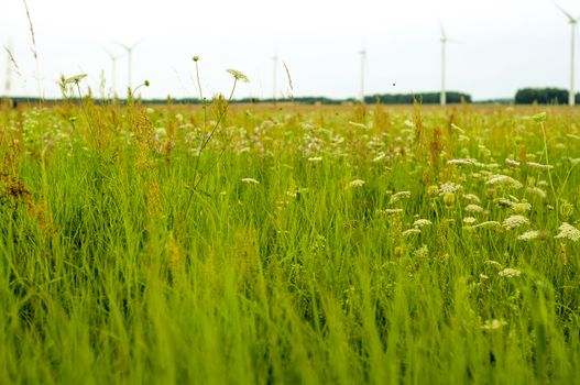 Meadow at the summer time