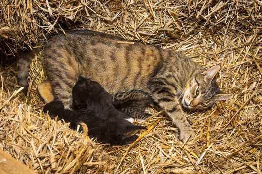 An image of young cats in the barn lying on the straw