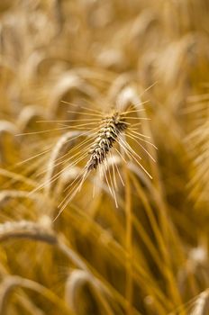 Mature wheat ready for harvest in the early summer