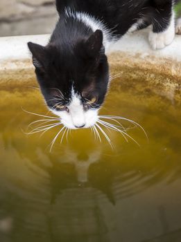 An image of black & white cat drinking dirty water