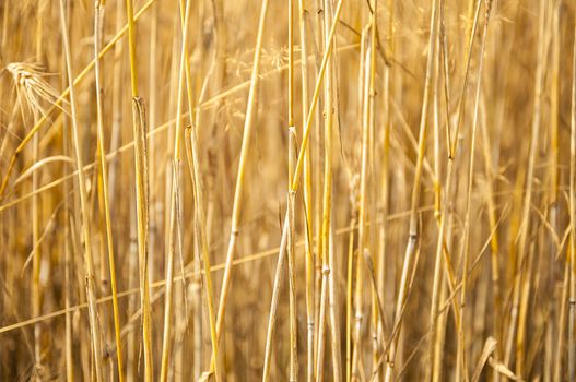 Mature wheat ready for harvest in the early summer