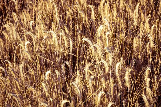 An image of wheat field ready for harvest