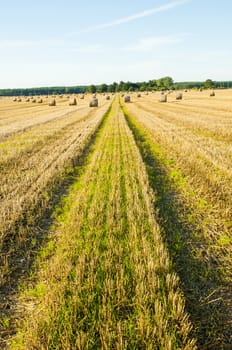 An image of straw bales on harvested field