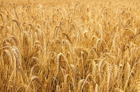 Mature wheat ready for harvest in the early summer