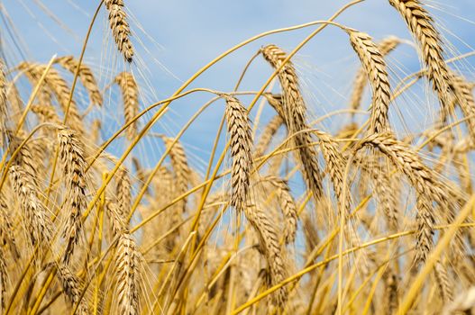 Mature wheat ready for harvest in the early summer