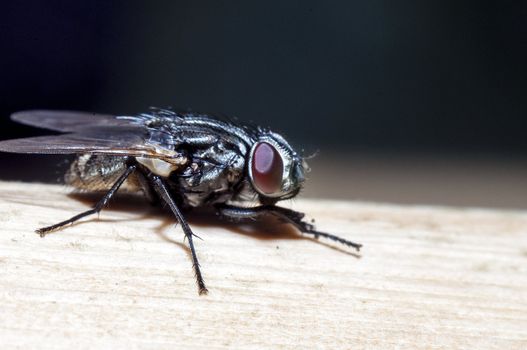 An image of macro of a bug 