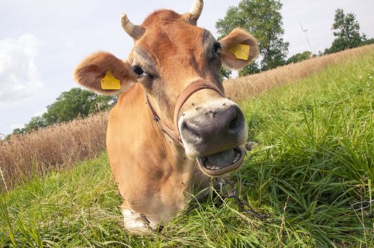 Jersey cow on the meadow