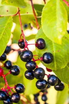 An image of aronia fruits