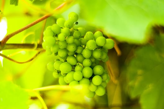 Bunch of grapes on grapevine. Shallow DOF