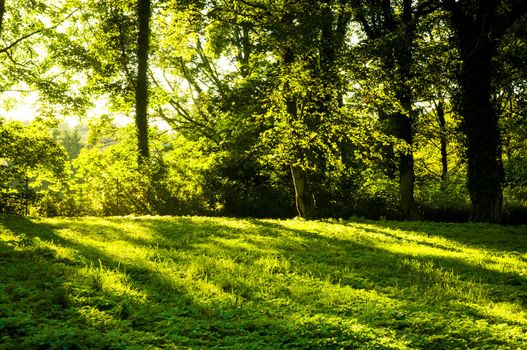 An image of Forest in the morning with sunrays
