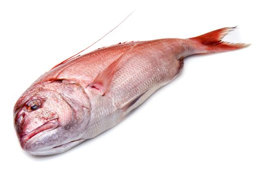 a fresh snapper red fish isolated in white background