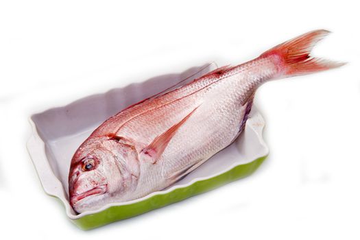 snapper red fish in a baking tin isolated on white