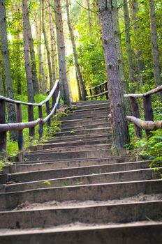 An image of the pathway in the wood