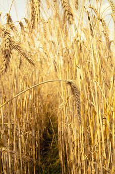 Mature wheat ready for harvest in the early summer
