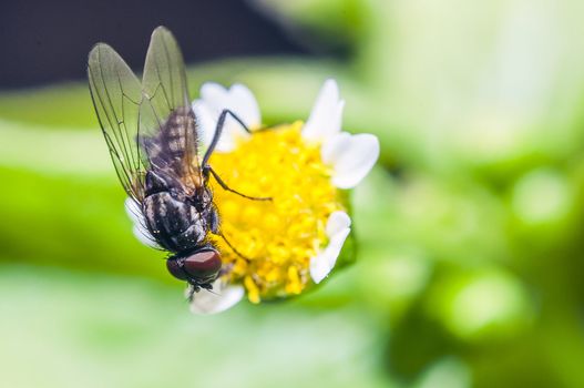 An image of macro of a bug 