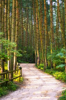 An image of the pathway in the wood