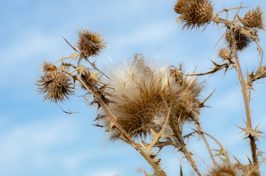 An image of carduus plant