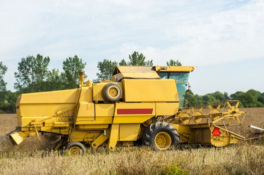 An image of combine harvesting rape