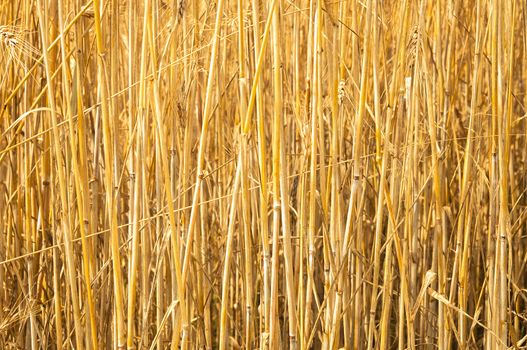 Mature wheat ready for harvest in the early summer