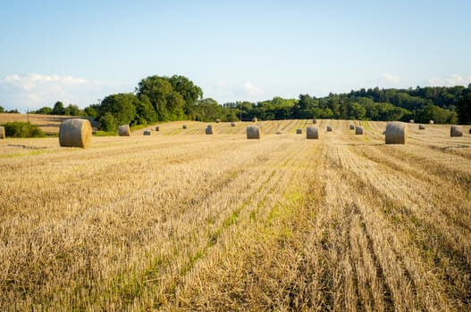 An image of straw bales on harvested field