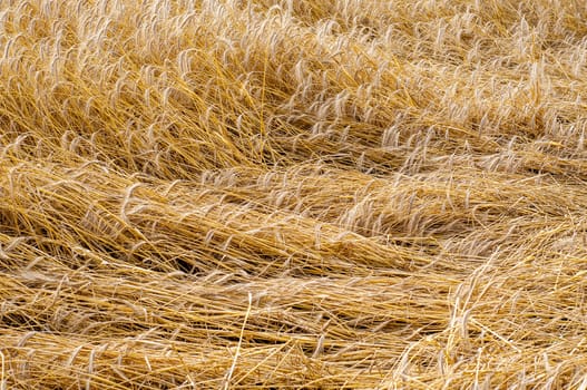 An image of mature wheat beaten down by a rain