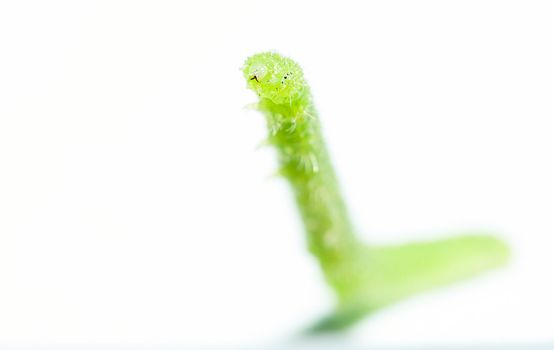 An image of macro of a bug 
