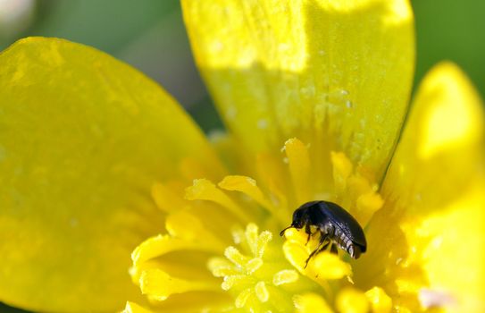 An image of macro of a bug 