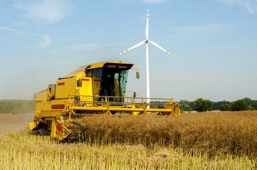 An image of combine harvesting rape