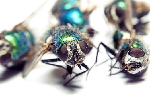 An image of macro of a bug 